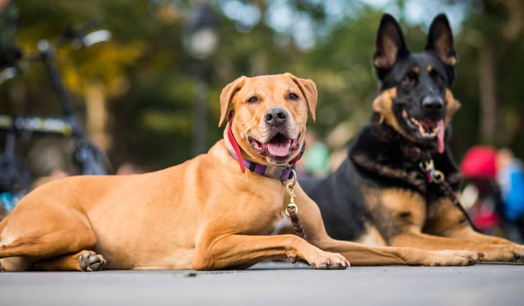 We LOVE your pets, but …