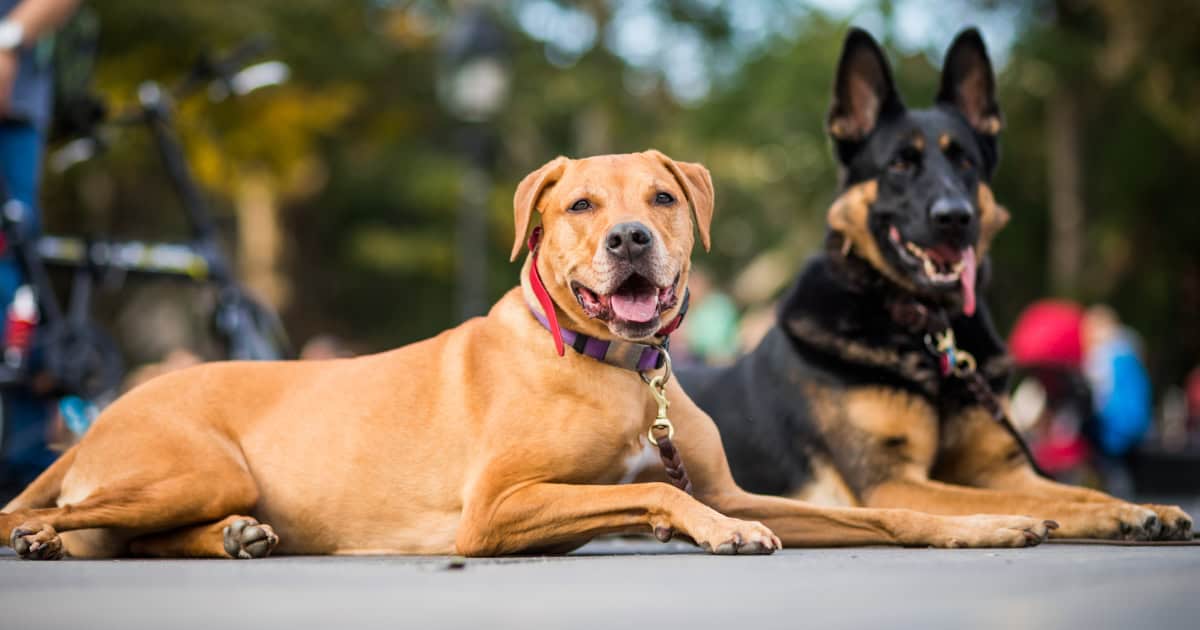 Two well trained dogs obeying their trainer to stay.